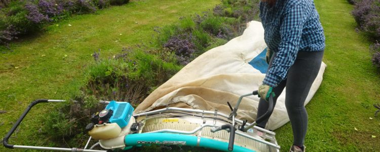 We’re a little late in harvesting Pacific Blue lavender this year, the wet weather has delayed everything. However we completed the harvest on January 11th and now our Pacific Blue is a beautiful aromatic gold oil!



We use our tea harvester to cut the lavender. One person stands each side we walk down the row, the harvester cuts and then blows […] Read more…