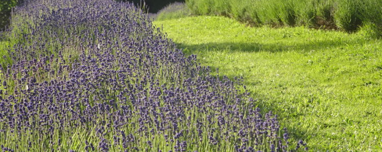 It’s late November and the regular downpour has turned to a mini drought. It has been the driest November on Banks Peninsula since records began.

That means our “normal” plans have had to be thrown out the window. The dry weather is perfect for lavender and some growers are contemplating picking flowers now, weeks earlier than normal.

The difference in flowering times […] Read more…